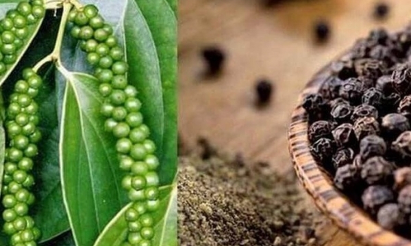 Giá tiêu hôm nay 24/9: Nối dài chuỗi ngày đi ngang