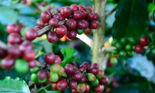 Giá cà phê hôm nay 26/9: Đồng loạt giảm