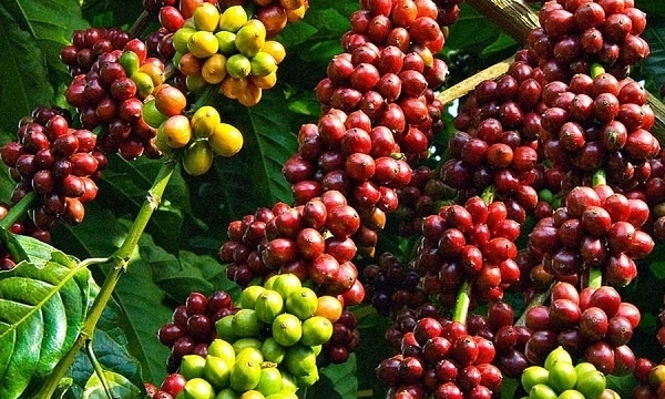 Giá cà phê hôm nay 27/9: Thị trường trong nước tăng trở lại