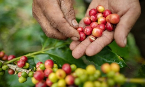Giá cà phê hôm nay 28/9: Robusta và Arabica điều chỉnh giảm