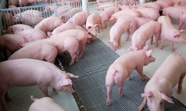 Giá heo hơi hôm nay 29/9: Giảm tại nhiều tỉnh thành