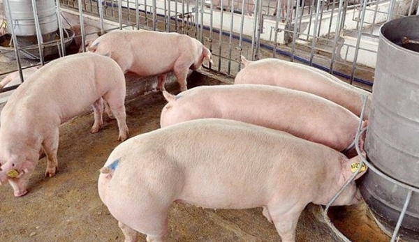 Giá heo hơi hôm nay 30/9: Tiếp tục giảm tại nhiều tỉnh thành