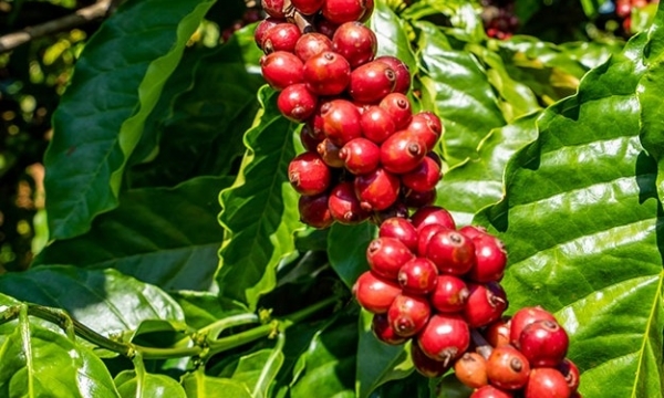 Giá cà phê hôm nay 2/10: Robusta và Arabica ổn định