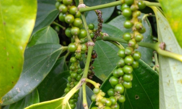 Giá tiêu hôm nay 2/10: Giữ mức ổn định
