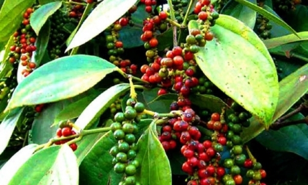 Giá tiêu hôm nay 3/10: Đi ngang ngày thứ ba liên tiếp