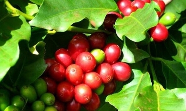 Giá cà phê hôm nay 4/10: Robusta quay đầu giảm mạnh