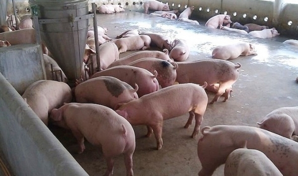 Giá heo hơi hôm nay 4/10: Giảm 1.000 đồng tại miền Bắc và Nam