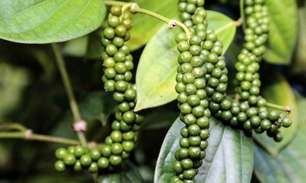 Giá tiêu hôm nay 4/10: Thị trường trong nước tiếp tục đi ngang