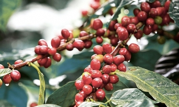 Giá cà phê hôm nay 5/10: Thị trường trong nước giảm mạnh