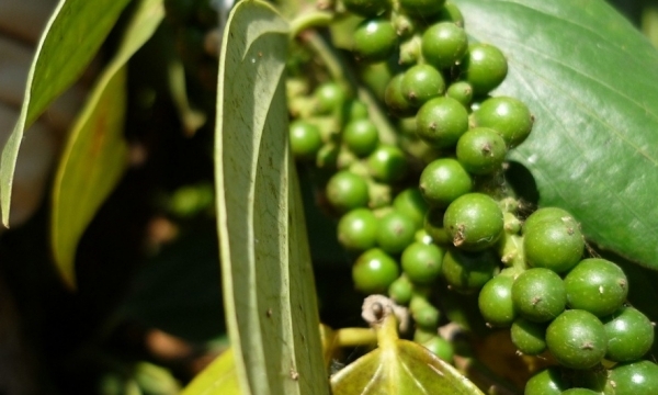 Giá tiêu hôm nay 5/10: Đồng loạt giảm