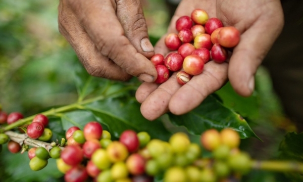 Giá cà phê hôm nay 7/10: Arabica hồi phục sau chuỗi giảm
