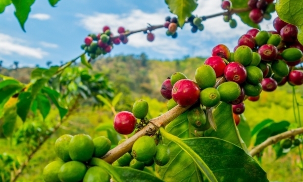 Giá cà phê hôm nay 8/10: Đứng ở mức thấp