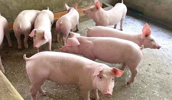 Giá heo hơi hôm nay 8/10: Ghi nhận tuần giảm mạnh nhất