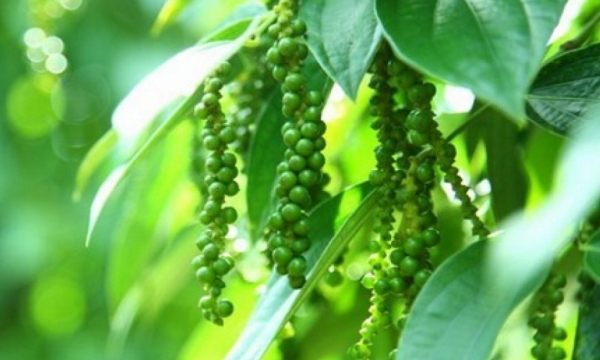 Giá tiêu hôm nay 8/10: Đang trong chu kỳ giảm