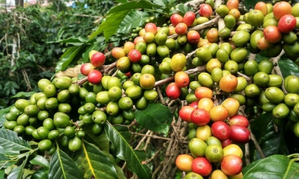 Giá cà phê hôm nay 9/10: Robusta có tuần giảm kỷ lục