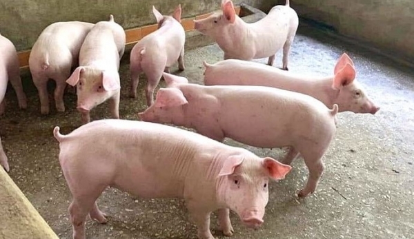Giá heo hơi hôm nay 9/10: Đi ngang trên cả nước