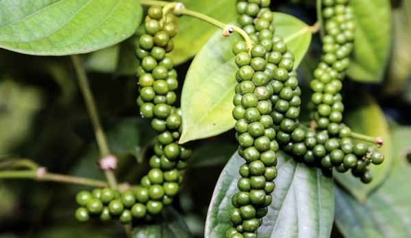 Giá tiêu hôm nay 9/10: Thị trường ít biến động