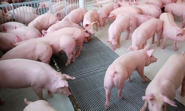 Giá heo hơi hôm nay 11/10: Giảm trên diện rộng