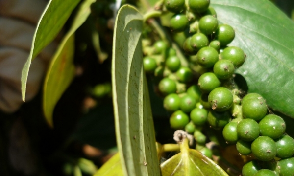 Giá tiêu hôm nay 11/10: Giảm tại khu vực Tây Nguyên