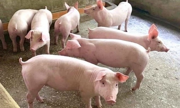 Giá heo hơi hôm nay 12/10: Tiếp tục chuỗi giảm