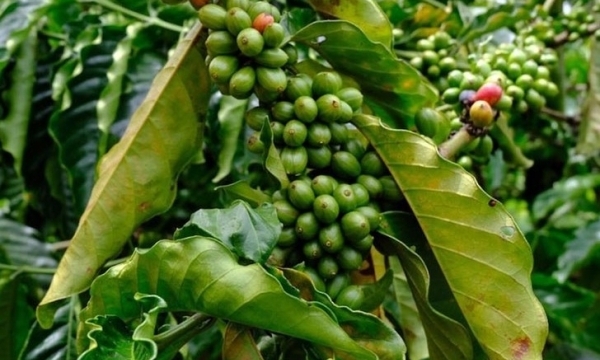 Giá cà phê hôm nay 13/10: Robusta tăng mạnh