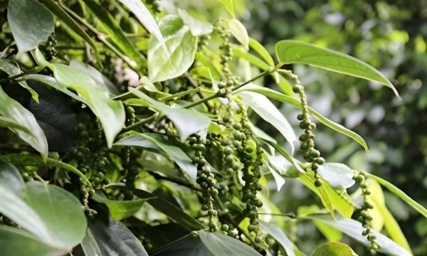 Giá tiêu hôm nay 13/10: Giữ ổn định