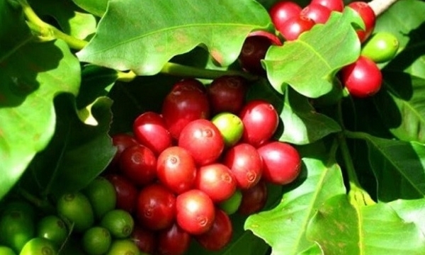 Giá cà phê hôm nay 14/10: Robusta và Arabica đều tăng mạnh