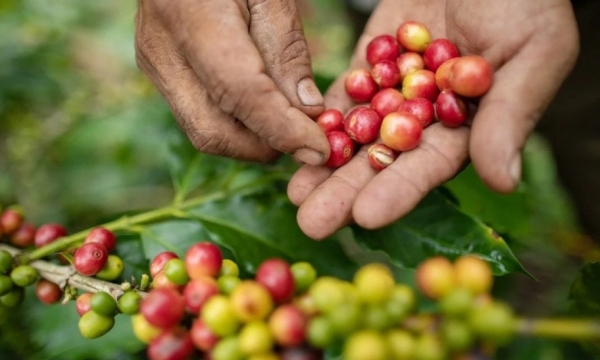 Giá cà phê hôm nay 16/10: Arabica hồi phục