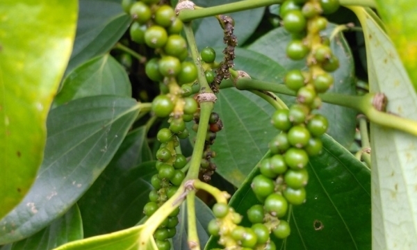 Giá tiêu hôm nay 16/10: Duy trì ổn định