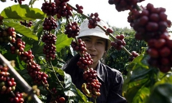 Giá cà phê hôm nay 18/10: Robusta và Arabica tiếp đà phục hồi