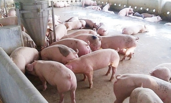 Giá heo hơi hôm nay 18/10: Tiếp đà giảm tại nhiều tỉnh thành