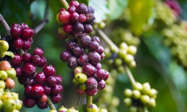 Giá cà phê hôm nay 19/10: Robusta giữ đà tăng