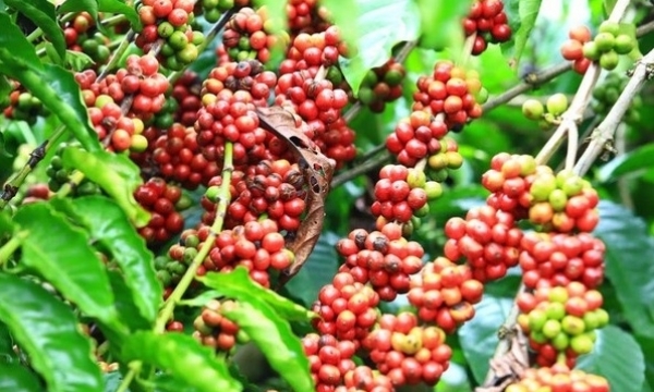 Giá cà phê hôm nay 20/10: Giảm sốc, về mức thấp nhất 5 tháng qua