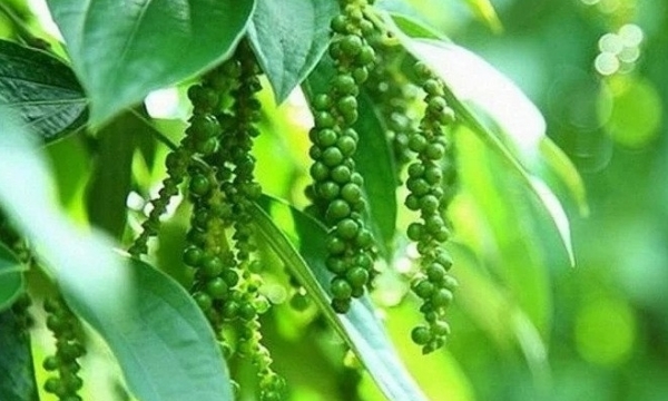 Giá tiêu hôm nay 20/10: Đồng loạt đi ngang