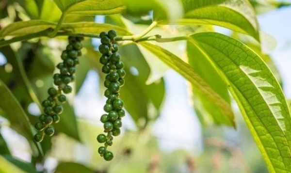 Giá tiêu hôm nay 22/10: Tăng nhẹ vào cuối tuần