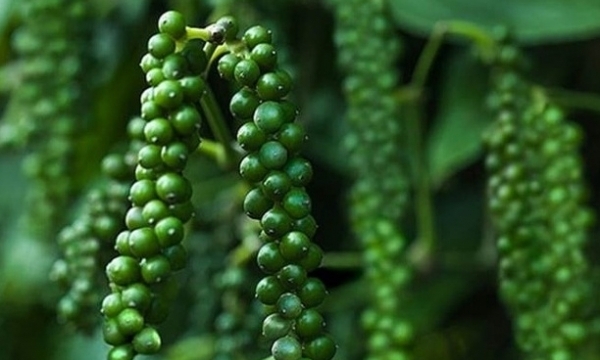 Giá tiêu hôm nay 23/10: Duy trì ổn định