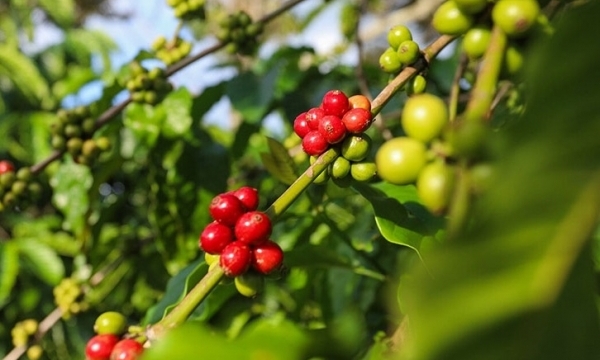 Giá cà phê hôm nay 25/10: Thị trường trong nước tăng mạnh
