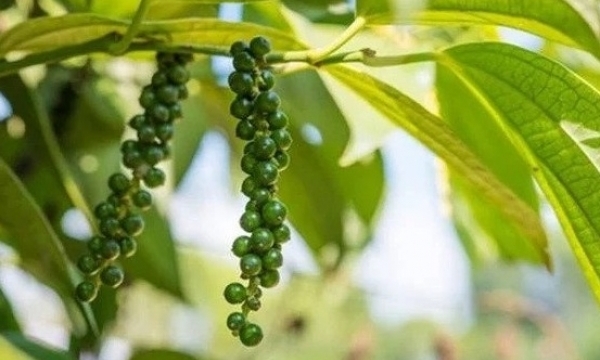 Giá tiêu hôm nay 25/10: Đồng loạt chững lại