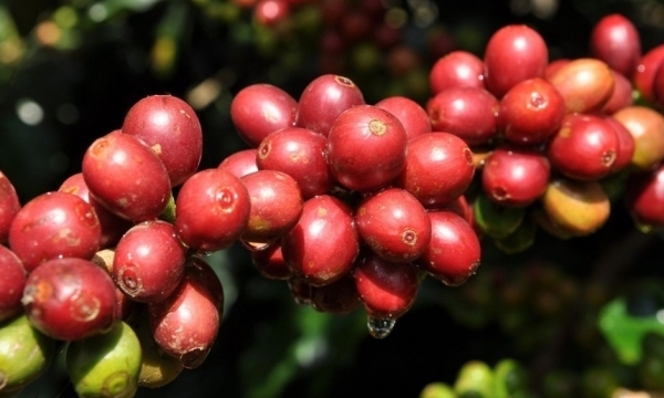 Giá cà phê hôm nay 28/10: Robusta và Arabica xu hướng giảm