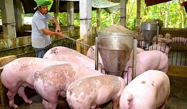 Giá heo hơi hôm nay 28/10: Giảm cao nhất 2.000 đồng tại miền Bắc