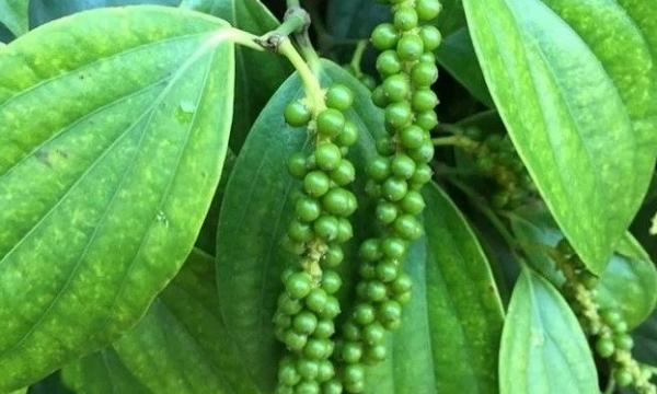 Giá tiêu hôm nay 28/10: Tiếp tục chững