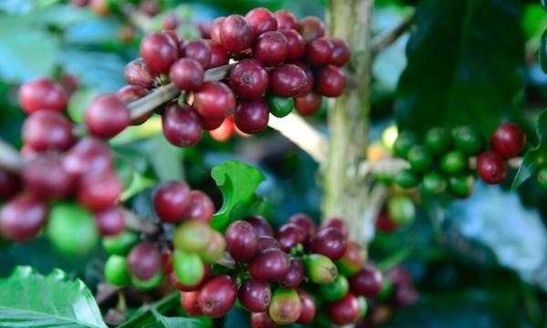 Giá cà phê hôm nay 30/10: Cao nhất ở mức 59.500 đồng/kg