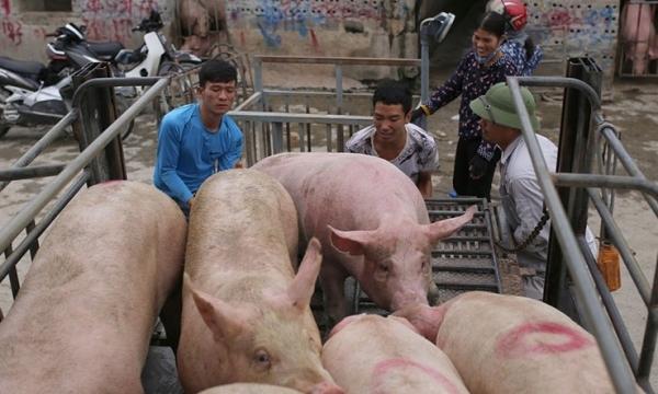 Giá heo hơi hôm nay 30/10: Không có biến động
