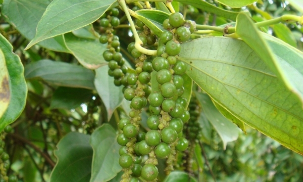 Giá tiêu hôm nay 30/10: Đồng loạt giảm