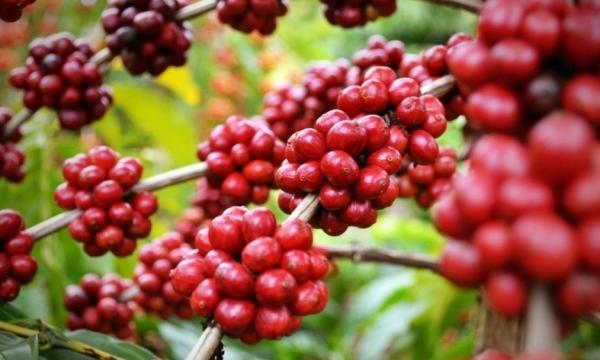 Giá cà phê hôm nay 1/11: Thị trường trong nước giảm mạnh