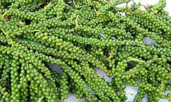 Giá tiêu hôm nay 1/11: Duy trì ổn định