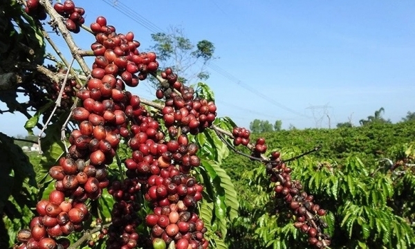 Giá cà phê hôm nay 3/11: Thị trường trong nước giảm mạnh