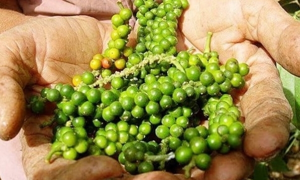 Giá tiêu hôm nay 3/11: Giảm 500 đồng tại Tây Nguyên