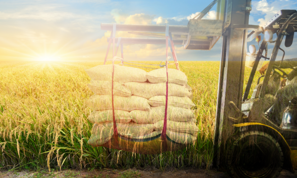 Doanh nghiệp ngành gạo đón “trợ lực” từ BAC A BANK