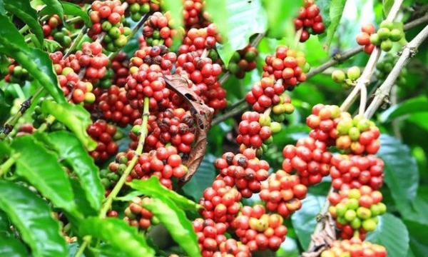 Giá cà phê hôm nay 4/11: Thị trường thế giới có xu hướng tăng